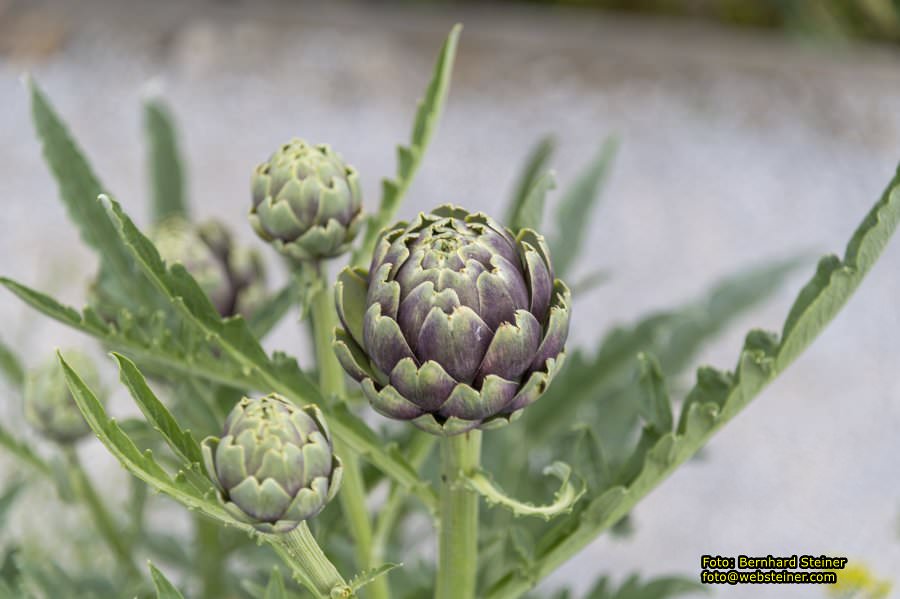Kittenberger Erlebnisgärten, Juni 2023