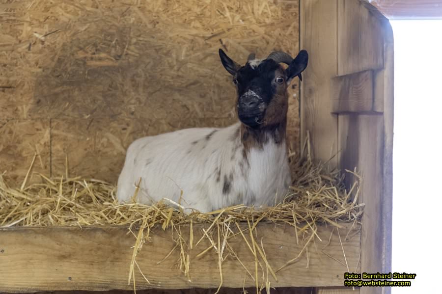 Kittenberger Erlebnisgärten, Juni 2023