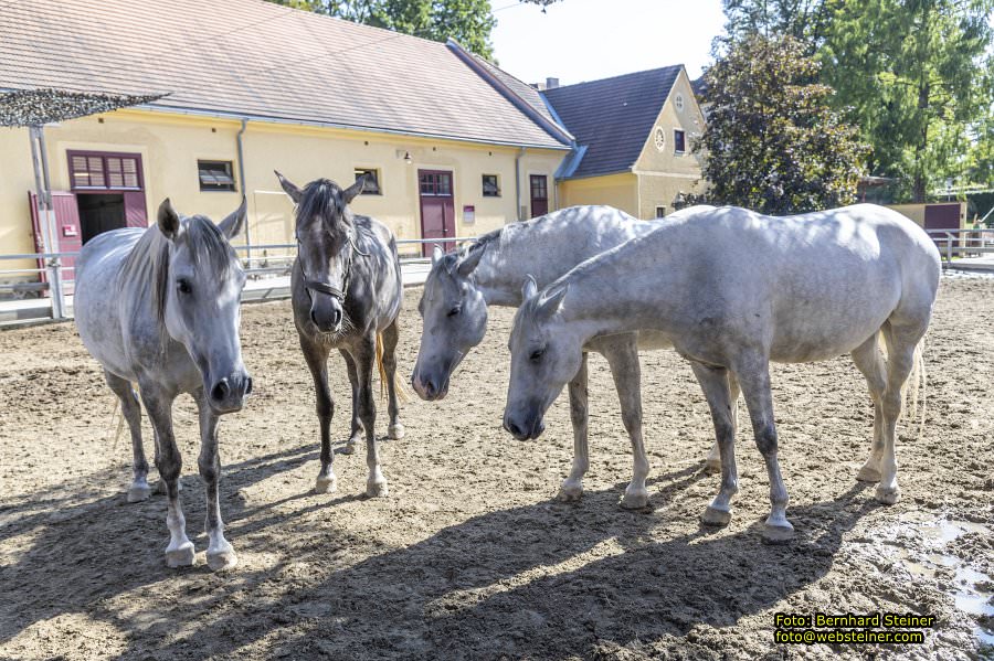 Lipizzanergestt Piber bei Kflach, September 2023