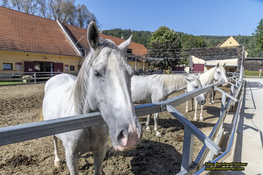 Lipizzanergestt Piber bei Kflach, September 2023