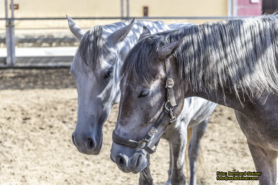 Lipizzanergestt Piber bei Kflach, September 2023