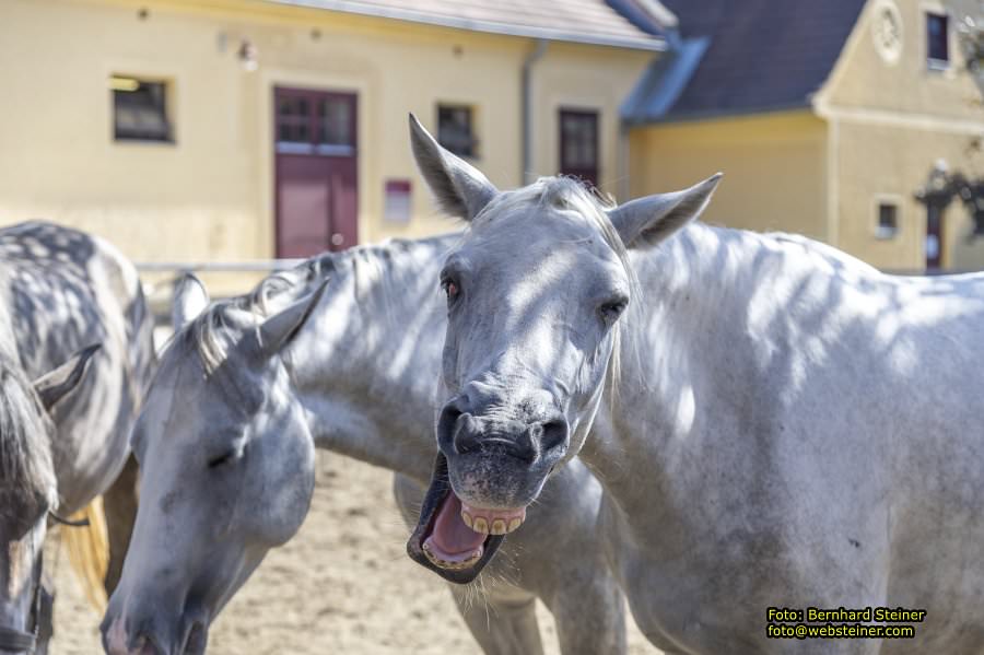 Lipizzanergestt Piber bei Kflach, September 2023