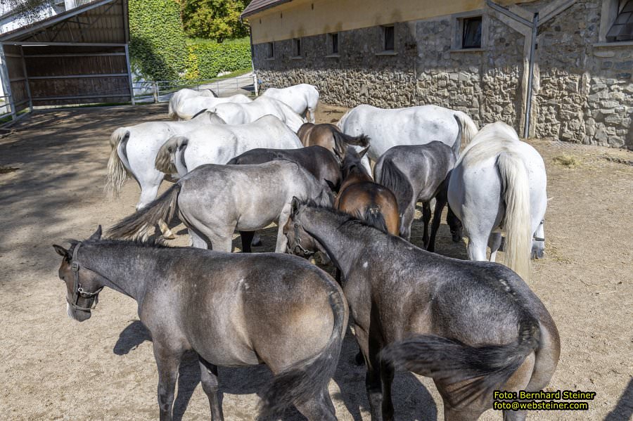 Lipizzanergestt Piber bei Kflach, September 2023