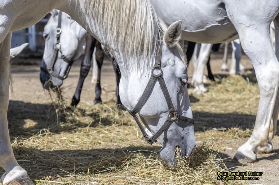 Lipizzanergestt Piber bei Kflach, September 2023