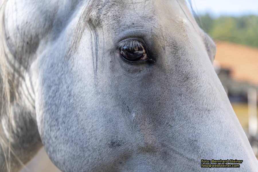 Lipizzanergestt Piber bei Kflach, September 2023