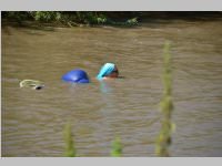 Blodan-Schwimmen in Leithaprodersdorf, 05.08.2013