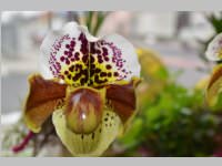 Erffnung Blumenzeiten von Eva Stanek, 01.03.2013