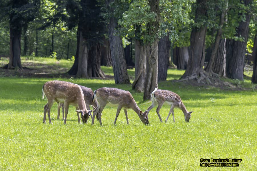 Pfarrkirche Oberaspang in Aspang Markt, Mai 2023