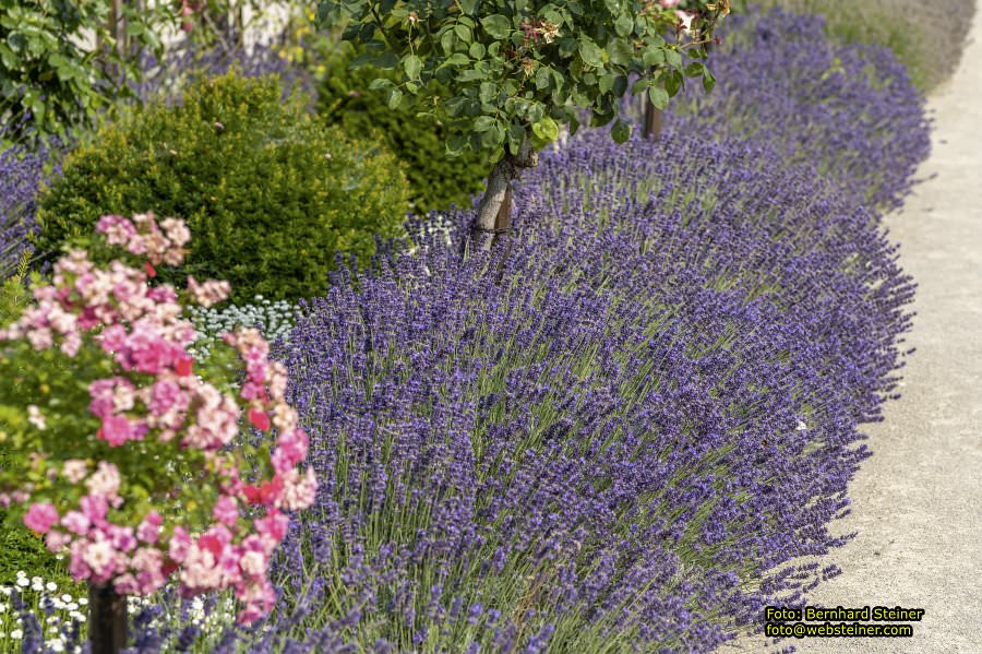 Rosarium im Doblhoffpark Baden, Juli 2023