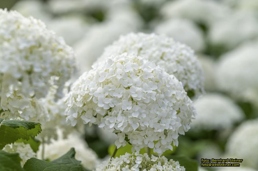 Rosarium im Doblhoffpark Baden, Juli 2023