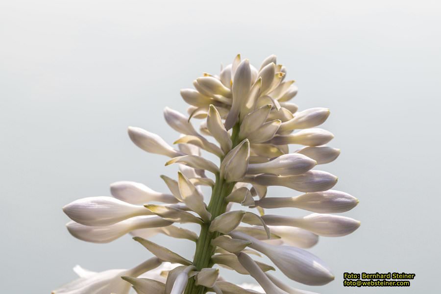 Rosarium im Doblhoffpark Baden, Juli 2023