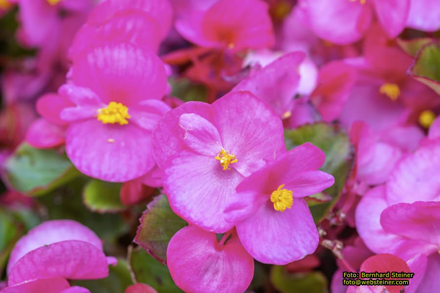 Rosarium im Doblhoffpark Baden, Juli 2023