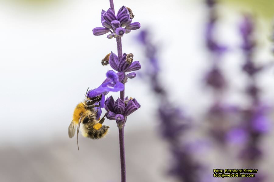 Rosarium im Doblhoffpark Baden, Juli 2023
