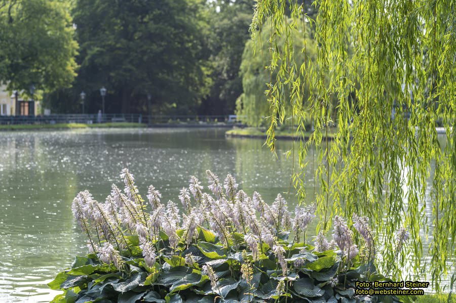 Rosarium im Doblhoffpark Baden, Juli 2023