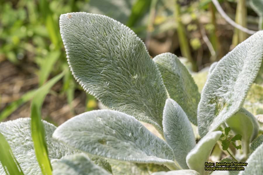 Rosarium im Doblhoffpark Baden, Juli 2023