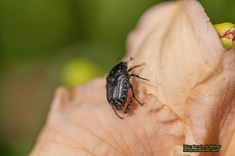 Rosarium im Doblhoffpark Baden, Juli 2023
