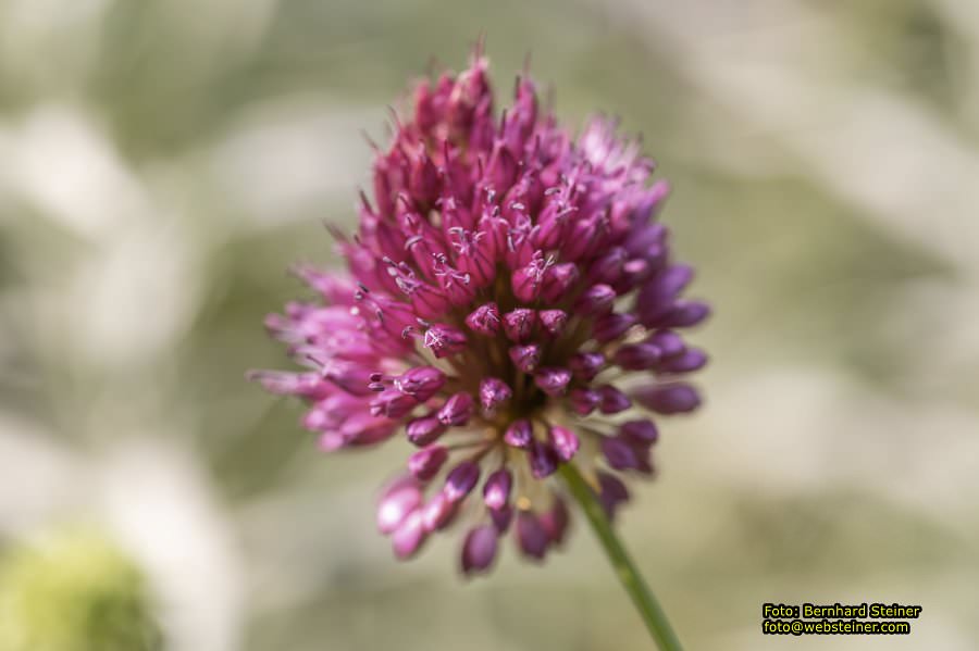 Rosarium im Doblhoffpark Baden, Juli 2023