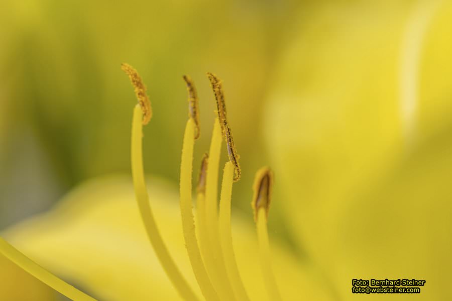 Rosarium im Doblhoffpark Baden, Juli 2023