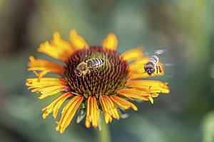 Projekt: Rosarium im Doblhoffpark Baden, Juli 2023