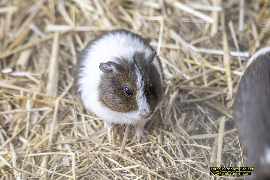 Natur- und Erlebnispark Buchenberg, Mai 2023