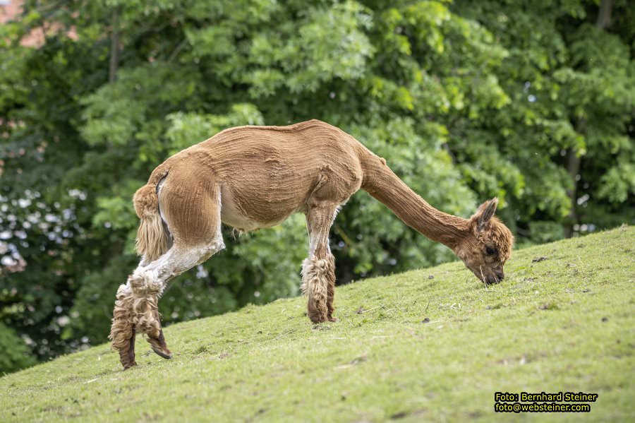 Natur- und Erlebnispark Buchenberg, Mai 2023