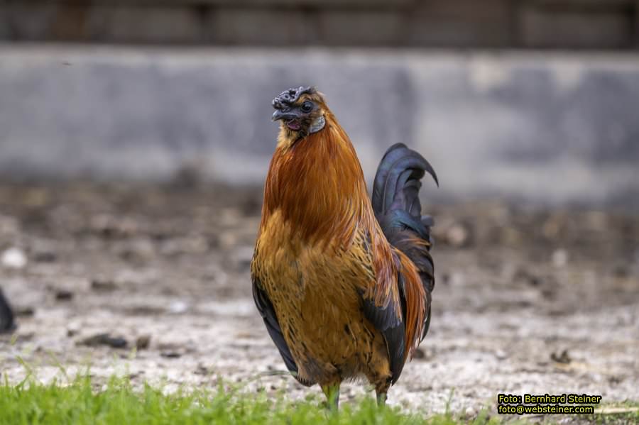 Natur- und Erlebnispark Buchenberg, Mai 2023
