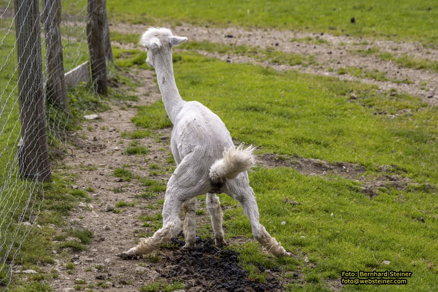 Natur- und Erlebnispark Buchenberg, Mai 2023