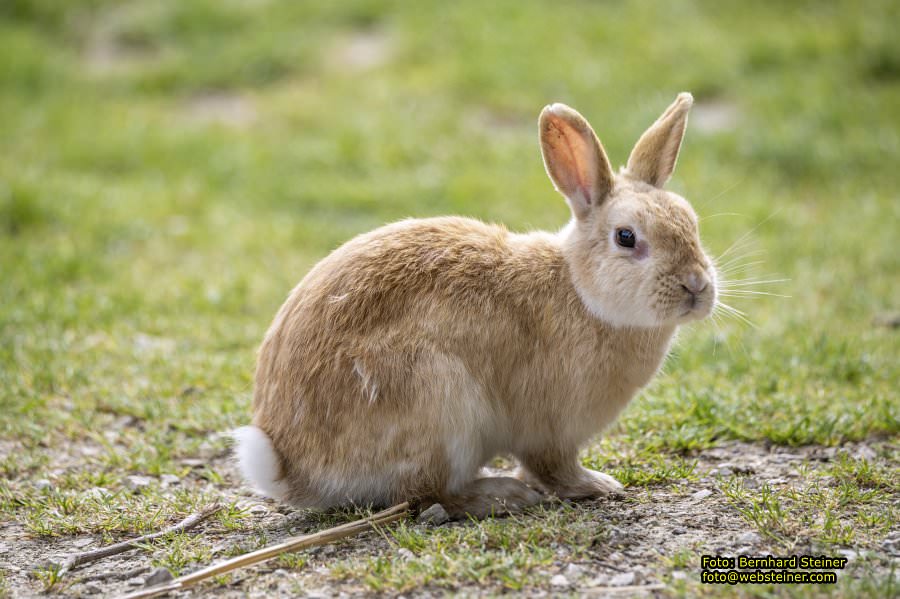 Natur- und Erlebnispark Buchenberg, Mai 2023
