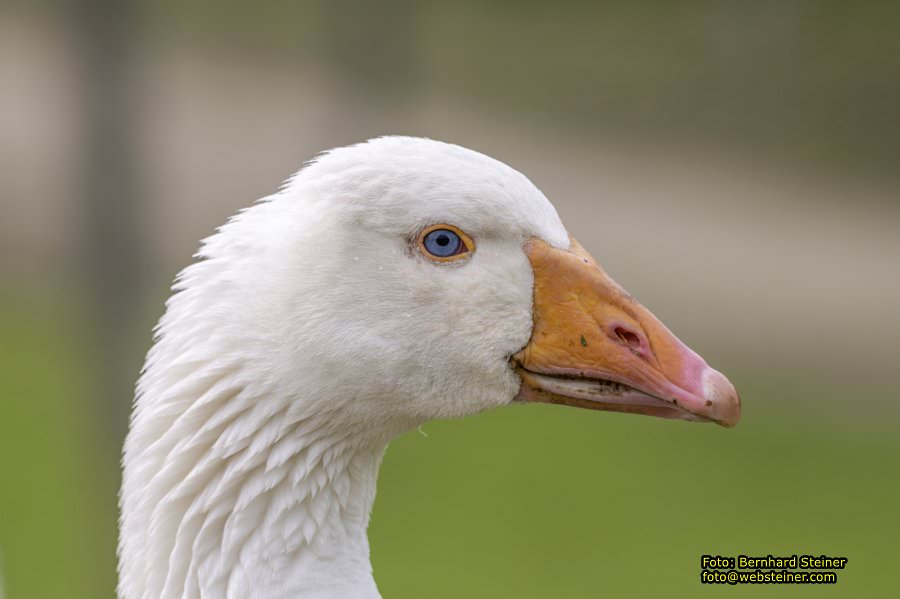Natur- und Erlebnispark Buchenberg, Mai 2023