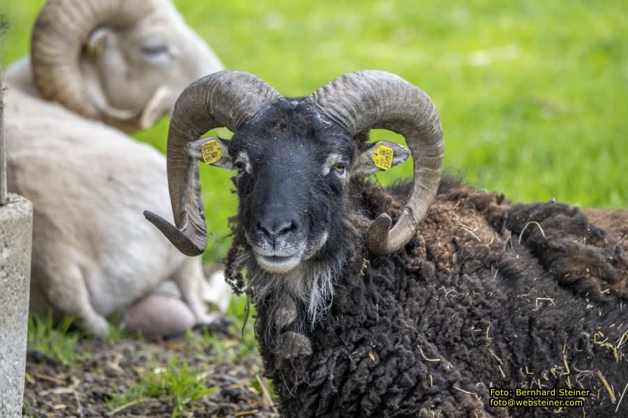 Natur- und Erlebnispark Buchenberg, Mai 2023