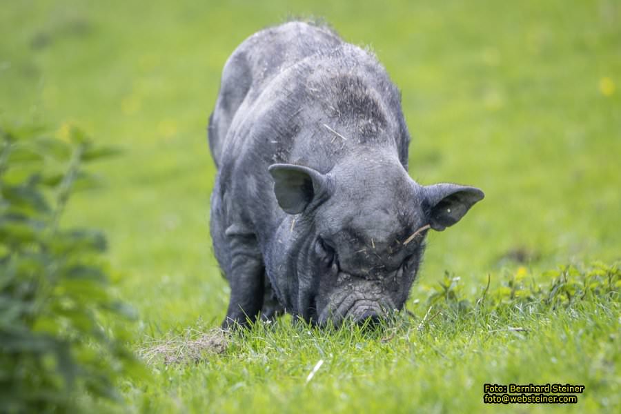 Natur- und Erlebnispark Buchenberg, Mai 2023