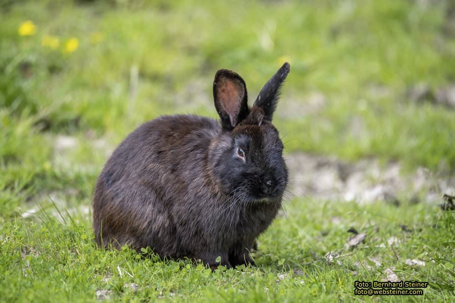 Natur- und Erlebnispark Buchenberg, Mai 2023