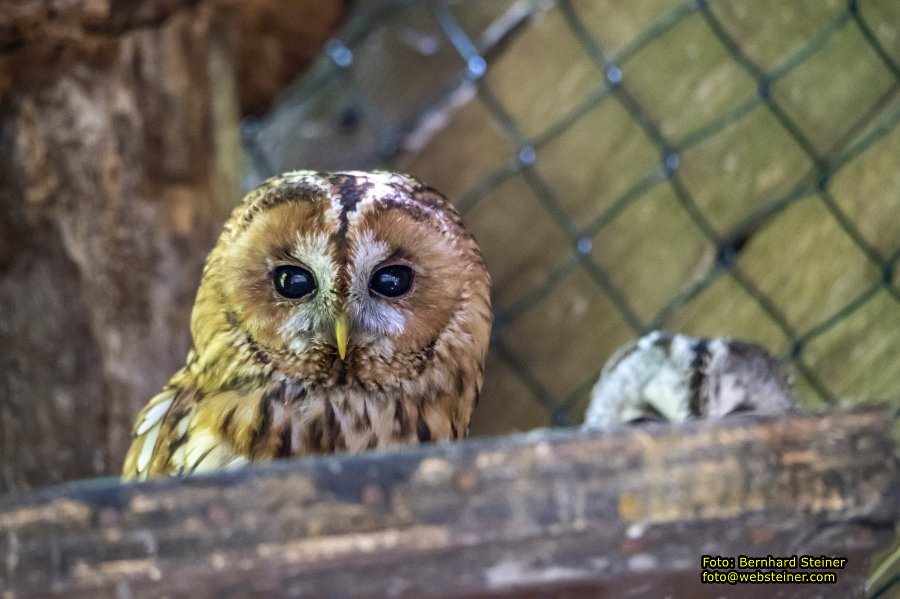Natur- und Erlebnispark Buchenberg, Mai 2023