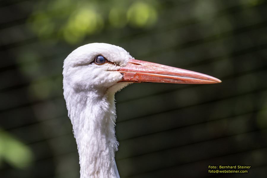 Natur- und Erlebnispark Buchenberg, Mai 2023