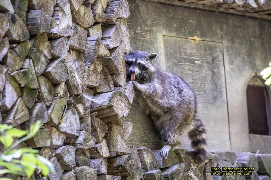Natur- und Erlebnispark Buchenberg, Mai 2023