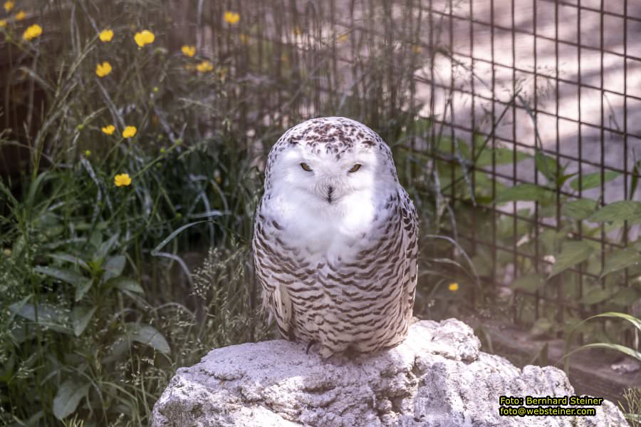 Natur- und Erlebnispark Buchenberg, Mai 2023