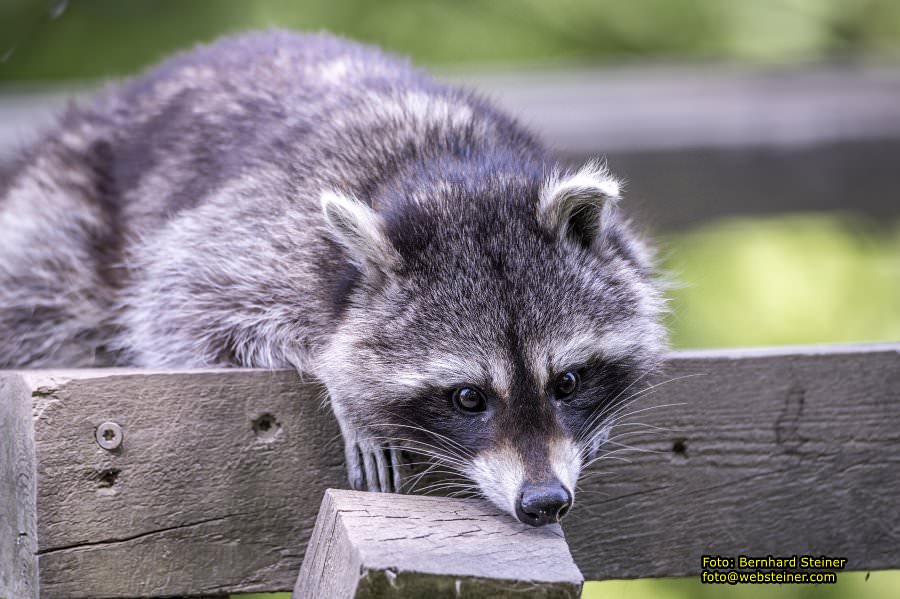 Natur- und Erlebnispark Buchenberg, Mai 2023