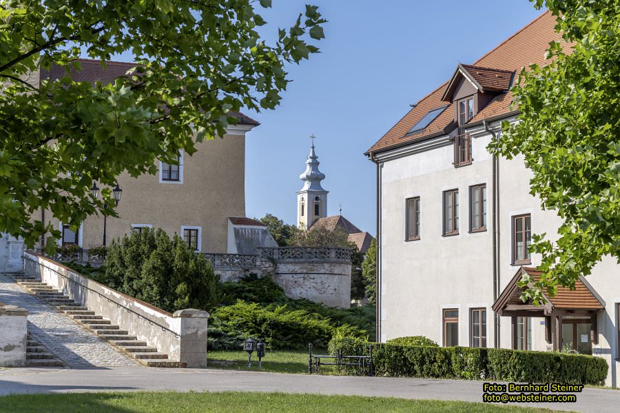 D�rnkrut im Marchfeld, August 2023
