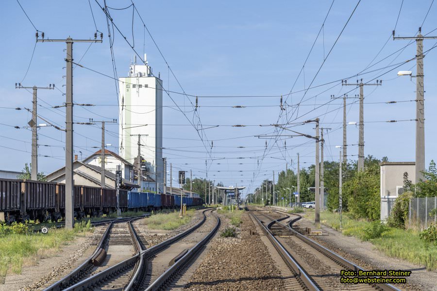 D�rnkrut im Marchfeld, August 2023