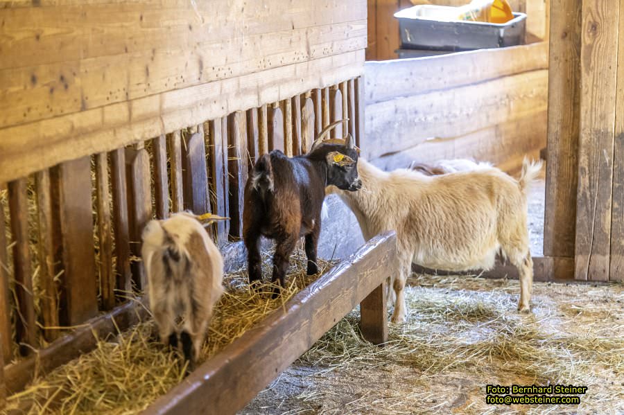 Tierwelt Herberstein in der Steiermark, Juni 2024
