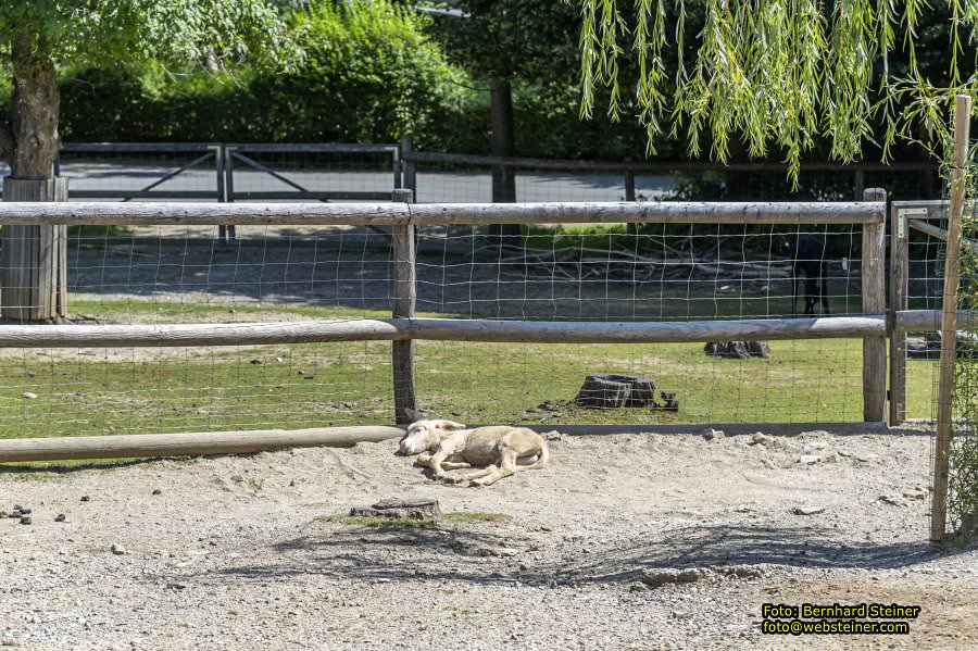 Tierwelt Herberstein in der Steiermark, Juni 2024