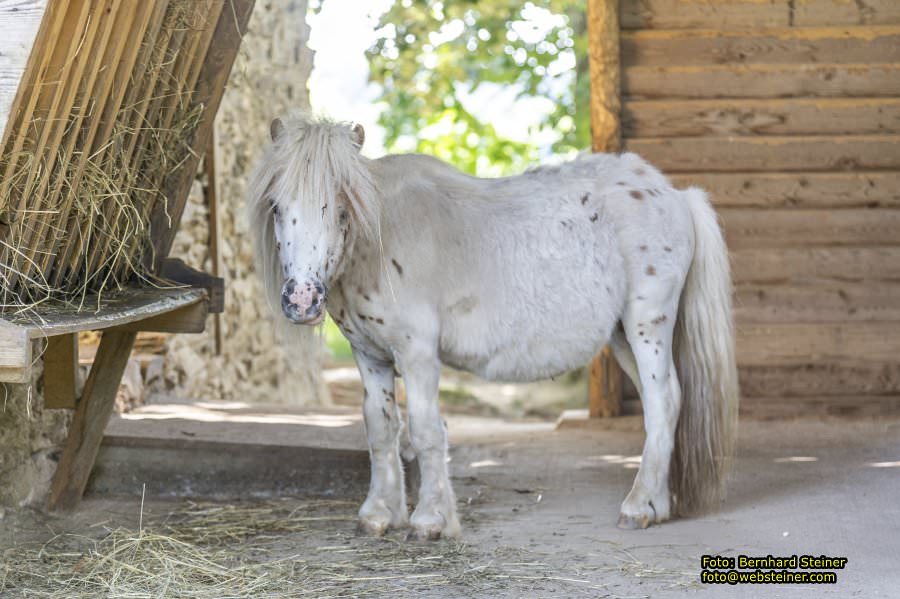 Tierwelt Herberstein in der Steiermark, Juni 2024