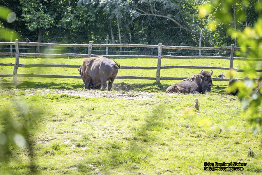Tierwelt Herberstein in der Steiermark, Juni 2024