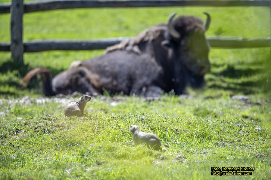 Tierwelt Herberstein in der Steiermark, Juni 2024