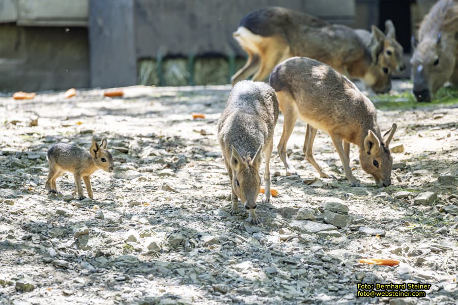 Tierwelt Herberstein in der Steiermark, Juni 2024
