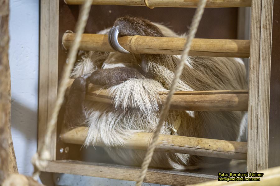 Tierwelt Herberstein in der Steiermark, Juni 2024