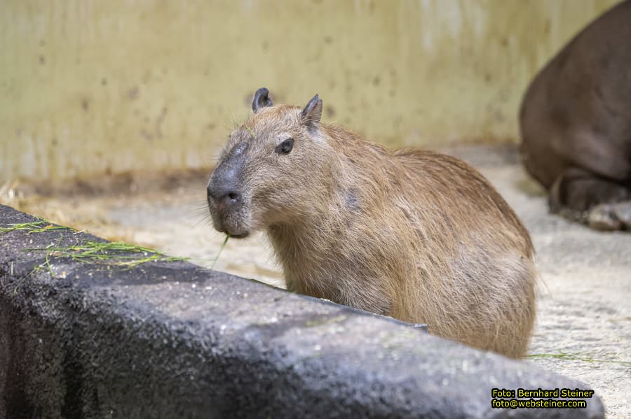 Tierwelt Herberstein in der Steiermark, Juni 2024