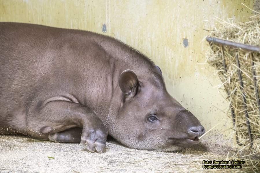 Tierwelt Herberstein in der Steiermark, Juni 2024