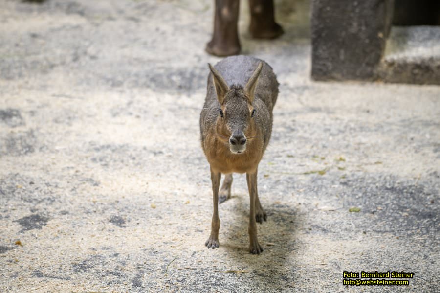 Tierwelt Herberstein in der Steiermark, Juni 2024