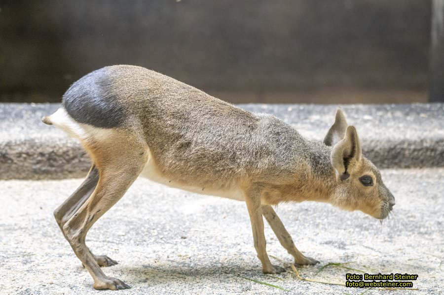 Tierwelt Herberstein in der Steiermark, Juni 2024